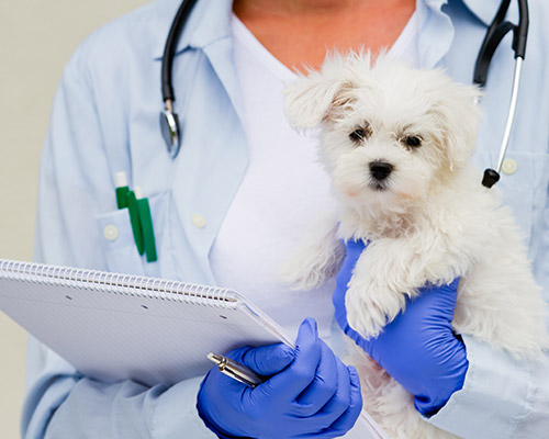Assurance animaux anesthésie